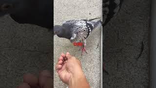 #kalapatids #pigeon #mealtime #loft #bird #pigeonfancier #kalapati #kabootar #bathtime #kulungan