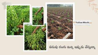 Yellow Mirchi Crop || TFS Sagubadi #suryabhaskar