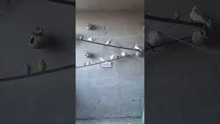 birds video #shorts #birds