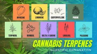 What Are Terpenes? (Science Explained)