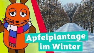 Was passiert mit den Äpfeln im Winter? | Die Maus | WDR