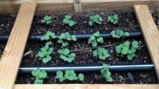 How to Thin Your Seedlings With Scissors