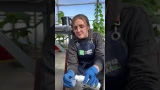 Первая обработка сада весной!
