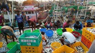 FISH MARKET MIRKARWADA के Fish Supplier Adina SeaFood | Video By @Anismukadam