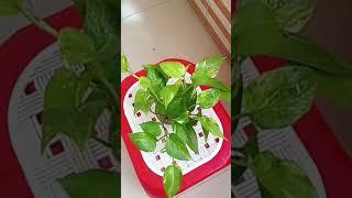 # Money plant # My balcony money plant ️️️