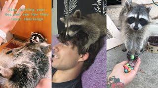 Raccoons of TikTok (very cute compilation)