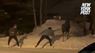 Watch what happens when two men taunt a moose | New York Post