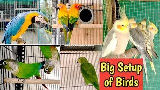 देखिये कैसा है Zebra Finch से लेकर Amazons तक का Exotic Birds breeding सेटप अहमदाबाद मे जैनेश भाई का