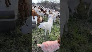 one of these things is not like the others #goat #cute #lgd #livestockguardiandog