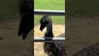 "Emus: The Adorable Nightmare!  #ScaryCute #EmusGoneWild #FeatheredFrights"