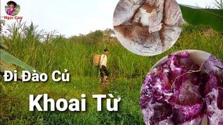 Đi đào củ từ tím và củ từ trắng về cho mẹ | Ngoc Cao