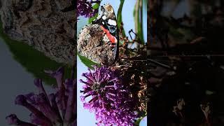 The red admiral #insects #macrocaptures