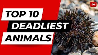 10 Deadliest Animals Alive | Most Human Deaths Recorded #death #thezone #TheZONE