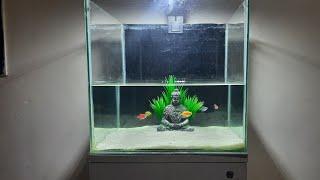 Glowing Tetra fish Aquarium Setup | Buddha statue aquarium | True Pets Aqua |