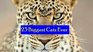 23 Biggest Cats Ever | SB Abir