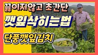 단풍깻잎삭히는방법 깻잎짱아찌