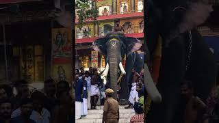 തിരുനക്കര പകൽപൂരത്തിൽ പാമ്പാടി രാജന്റെ എഴുന്നള്ളത്ത്| Pampady Rajan at Thirunakkara Pooram 2023