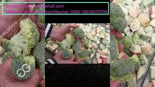 How To Freeze Broccoli-IQF Vegetables