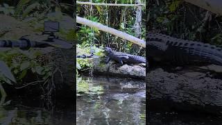 Florida Mud Puppies #Florida #kingslanding #alligator #gopro