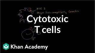 Cytotoxic T cells | Immune system physiology | NCLEX-RN | Khan Academy