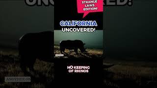 Explore California! - No Bowling on the Sidewalk | Rhinos and Mating Season