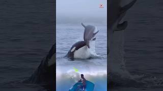 Orca whale jumps behind boat