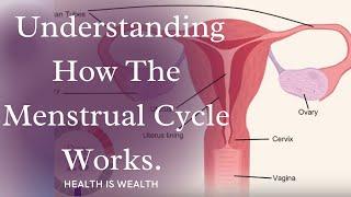 Understanding How The Menstrual Cycle Works.