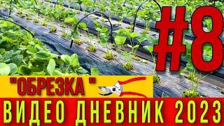 Обрезка клубники после плодоношения .Видео дневник 2023 Часть # 8