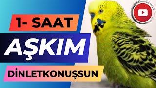 Aşkım 1 SAAT | dinlet konuşsun | Konuşan muhabbet kuşu Fıstık | Muhabbet kuşu sesi