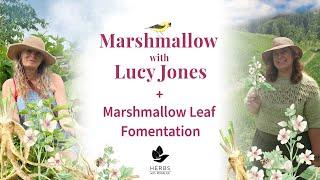 Marshmallow with Lucy Jones + Marshmallow Leaf Fomentation