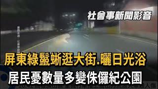 綠鬣蜥出沒鬧區！逛大街曬日光浴　市民驚「侏儸紀公園？」－民視新聞