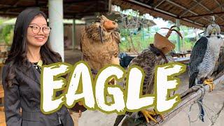 Eagle , Hawk , Falcon in Myanmar ( The very first competition in Mandalay ) Falconers in Myanmar