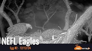 NEFL Eagles lay 2nd Egg of Season 12/12/24