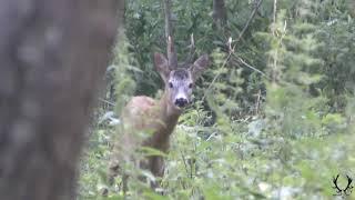 Bockjagd  im Juni / Hitze und Regenwetter