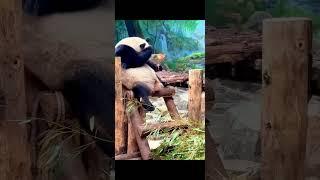 果果是可以饿几顿的