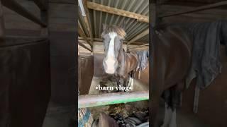 barn vlogggg #horse #horses #horseriding #equestrian #pony