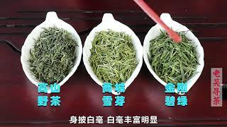 【老吴寻茶】这三款特色信阳毛尖茶，为什么只有商城县产？如何鉴别和冲泡呢？