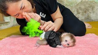 Baby monkey Tina pooped and woke her mother up to change her diaper.