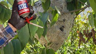 LocTite Spray Foam Vs Hornet Nest will it seal them in?