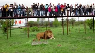 Feeding lions.  Lions Park Taigan