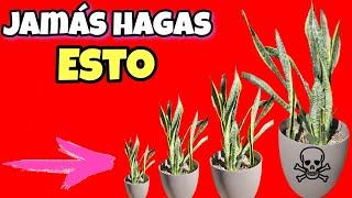 NUNCA MÁS le HAGAS esto A tu SANSEVIERIA! Cuidados de la Lengua de suegra, Espada de san Jorge