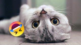 Funniest Animals 2023 | Best Funny Cats and Dogs | Petopia TV