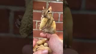 Little squirrel//tenge tenge//Pet animal