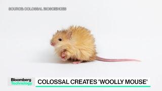 Woolly Mammoth Revival Begins With a Mouse