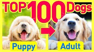 TOP100 Dog Breeds Before and After Growing Up ️ Puppy to Adult Cute Smiles Edition