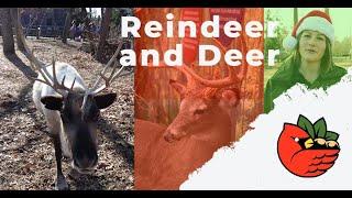 Celebrating the Holidays with ODNR: Reindeer & Deer