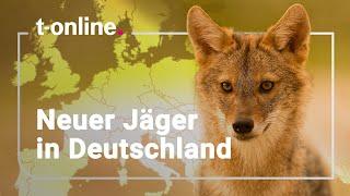 Goldschakal erobert deutsche Wälder: Konkurrenz für den Fuchs