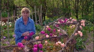 Gardening at home with Sarah | Tulips at Perch Hill