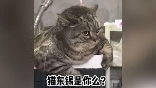 盘点那些暴脾气的社会猫，今天就让你见识下什么叫社会！