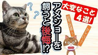 【アメショーを飼う前にみて！】これが耐えられるなら飼える！？「飼いにくいと感じる４つの大変なポイント」